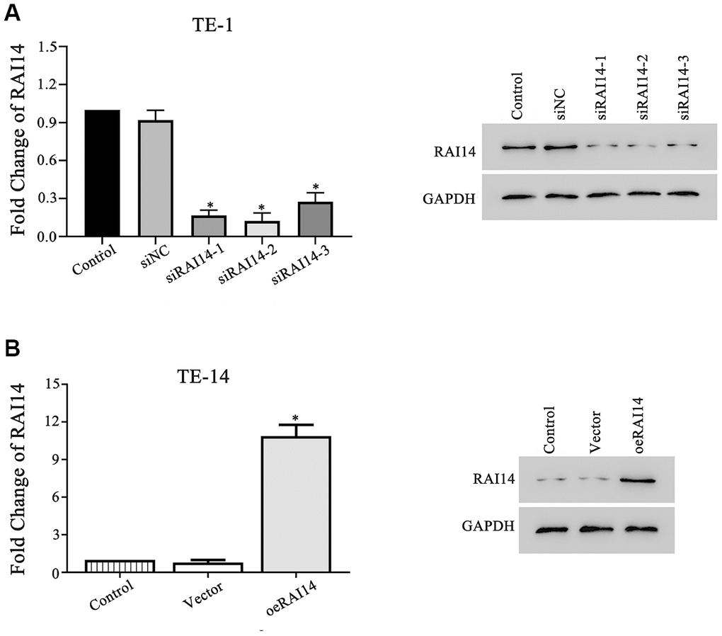 RAI14 was modulated in EC cell lines. (A) mRNA and protein levels of RAI14 in TE-1 cells transfected with siNC, siRAI14-1, siRAI14-2, or siRAI14-3. (B) mRNA and protein levels of RAI14 in TE-14 cells that were transfected with the RAI14-vector or RAI14 sequence. *P 