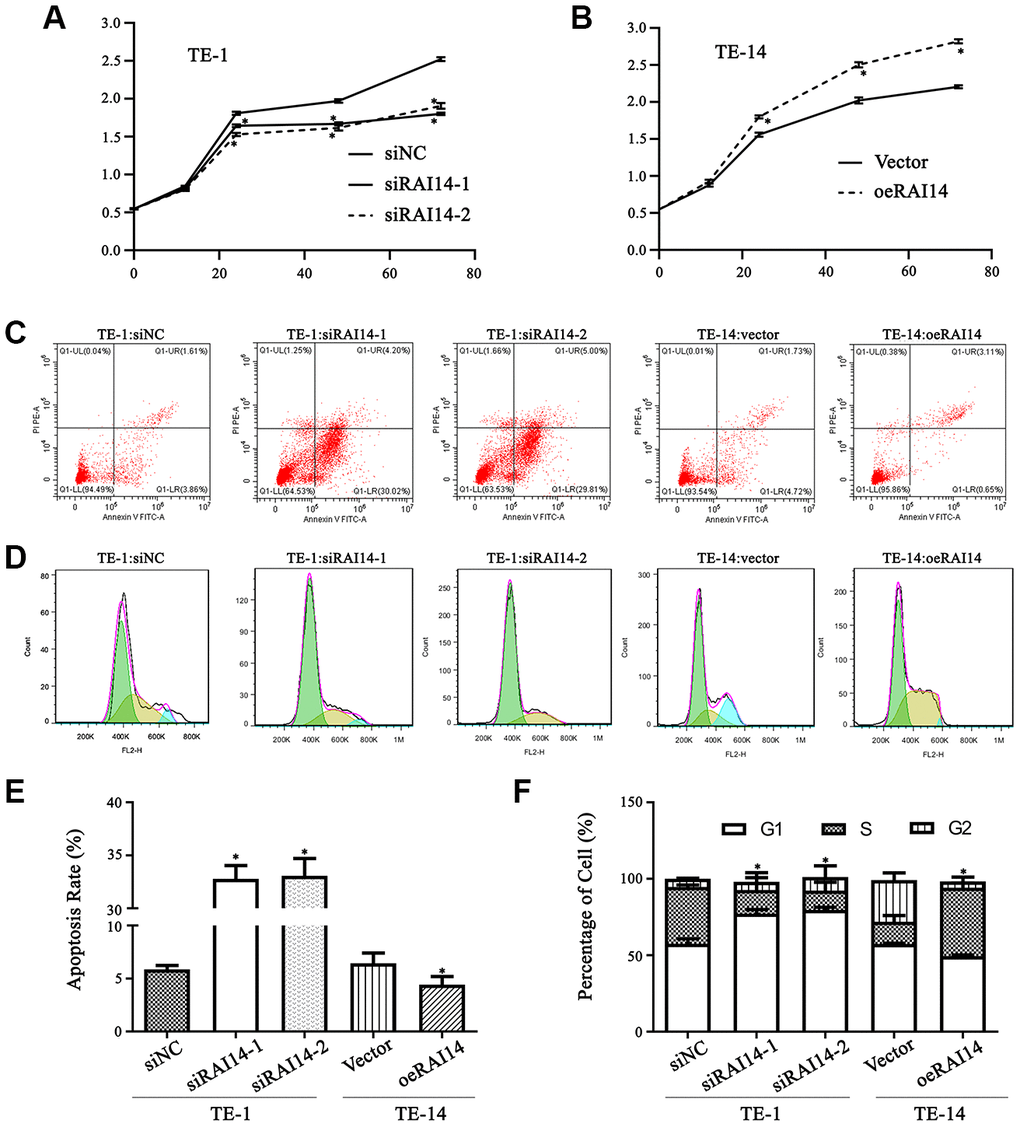 RAI14 modulates proliferation, apoptosis, and cell cycle in EC. (A and B) Cell viability in cells that were transfected with the modulated lentiviruses was detected by the CCK-8 assay. TE-1 cells that were transfected with siNC, siRAI14-1, or siRAI14-2 (A); TE-14 cells that were transfected with the RAI14-vector or RAI14 (B). *P C) Annexin V–FITC/PI staining discriminated between cells that were in early (lower right quadrant) and advanced (upper right quadrant) apoptotic states. Viable cells were double negative (lower left quadrant). (D) Cell cycle distribution after RAI14 modulation was determined. (E) The apoptosis rate (including the early and advanced apoptotic states). *P F) Proportion of cells in each cell-cycle phase. *P 