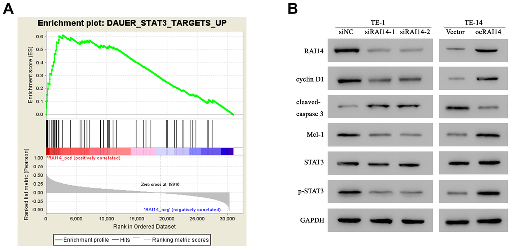 RAI14 regulates the STAT3 pathway and related factors. (A) The GSEA showed that the level of RAI14 level was positively correlated with STAT3-activated gene signatures (DAUER