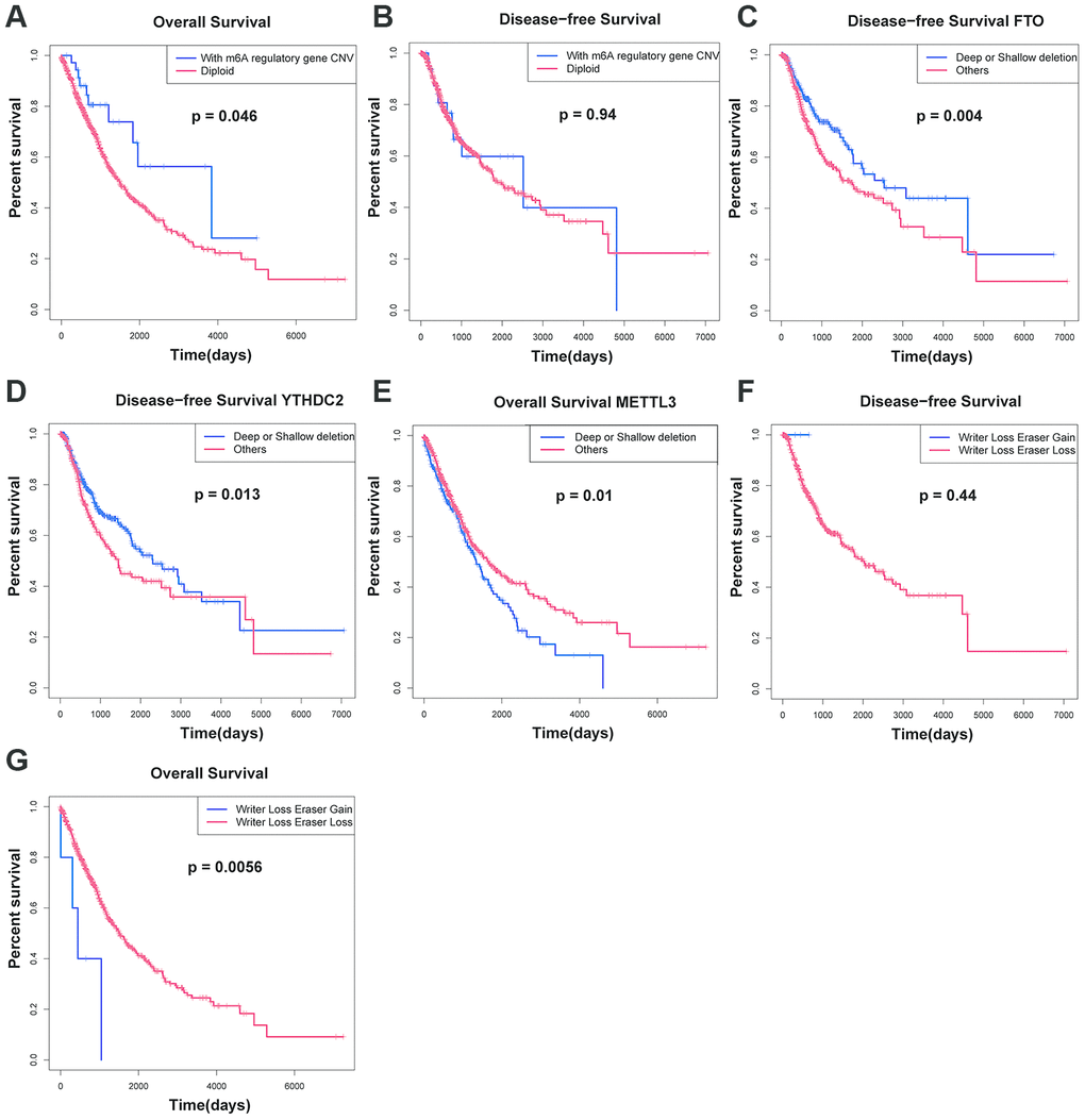 Survival rate of patients with CNVs of m6A regulatory factors. (A, B) Relationship between OS, RFS and m6A regulator carrying CNV or diploid in NSCLC patients. (C, D) DFS for NSCLC patients with different CNV patterns of FTO and YTHDC2. (E) OS for NSCLC patients with different CNV patterns of FTO and YTHDC2. (F, G) Relationship between simultaneous changes in m6A regulatory factors: writer genes and eraser genes, and OS, and DFS in NSCLC patients.