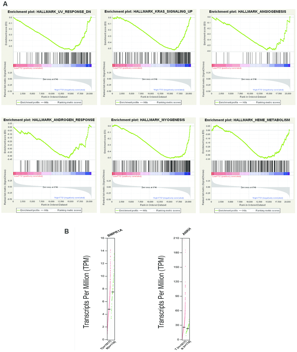 Enrichment analysis of “eraser” genes: FTO. (A) GSEA results of FTO with different expression levels. (B) Expression of genes related to enrichment pathway.