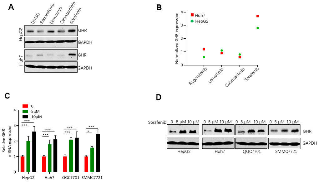 Sorafenib induced GHR expression in HCC cell lines. (A) Western blotting assay measured the protein levels of GHR in HepG2 and Huh7 cell lines treated with sorafenib, regorafenib, lenvatinib, or cabozantinib; (B) The quantification of GHR protein expression was normalized by Image J; (C) The mRNA levels of GHR were detected in different HCC cell lines with the treatment of 0, 5 μM or 10 μM sorafenib by Real-time PCR assay. (D) Western blotting assay detected the protein levels of GHR in different HCC cell lines treated with 0, 5 μM or 10 μM sorafenib.
