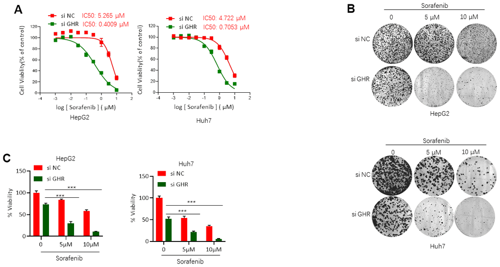 GHR blockage increased sorafenib inhibition of HCC cell viability. (A) MTT assay tested the IC50 values of sorafenib on HepG2 and Huh7 cells with the presence or absence of GHR. In HepG2 cells with siGHR, IC50 values is 0.4009 μM, whereas on control cells the value is 5.265 μM. In Huh7 cells with siGHR, IC50 values is 0.7053 μM, and on control cells the value is 4.722 μM; (B) The results of colony formation assay showed that GHR silence significantly inhibited cell proliferation in HCC cells treated with different concentration of sorafenib (0, 5 μM or 10 μM); (C) The percentage of cell viability was normalized. All data shown represented the mean ± SEM. ***P 
