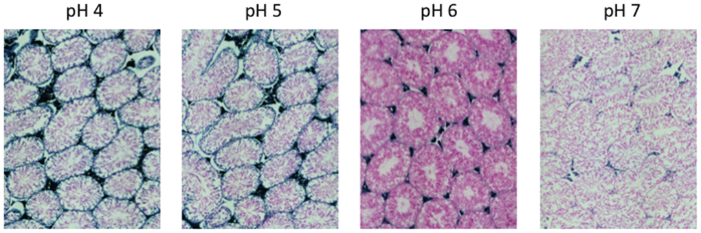 pH-dependent (pH 4 to pH 7) β-gal activity in frozen sections of 9 months old C57/Bl6J mice testes. Nuclear Fast Red was used for counterstaining. At pH 6, specific for SA-β-gal, no marked β-gal activity is evident. Representative images from 3 different mice are shown.