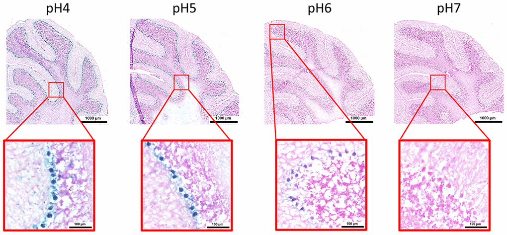pH-dependent (pH 4 to pH 7) β-gal activity in frozen sections of mouse cerebellum. 9 months old C57/Bl6J. Nuclear Fast Red was used for counterstaining. At pH 6, specific for SA-β-gal, bluish color from β-gal activity is evident specifically in the Purkinje cell layer. Representative images from 3 different mice are shown.