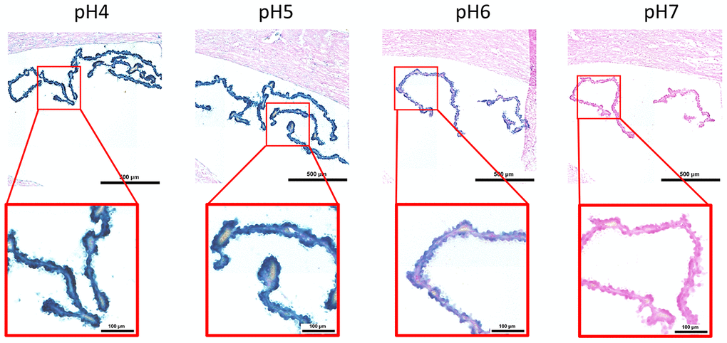 pH-dependent (pH 4 to pH 7) β-gal activity in frozen sections of mouse choroid plexus. 9 months old C57/Bl6J. Nuclear Fast Red was used for counterstaining. At pH 6, specific for SA-β-gal, bluish color from β-gal activity is evident specifically in ependymal cells in the choroid plexus. Representative images from 3 different mice are shown.