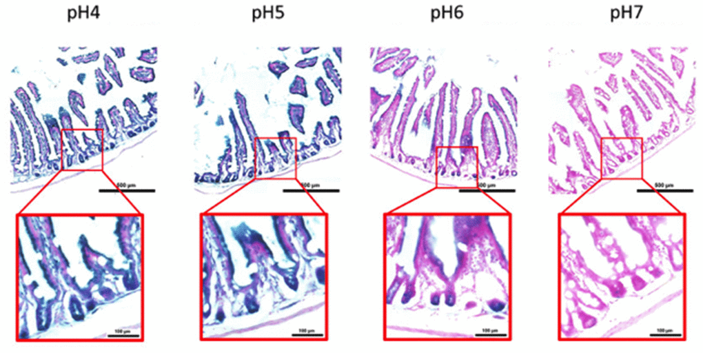 pH-dependent (pH 4 to pH 7) β-gal activity in frozen sections of 9 months old C57/Bl6J mouse intestine. Nuclear Fast Red was used for counterstaining. At pH 6, specific for SA- β-gal, bluish color from β-gal activity is evident specifically in cells located basally in the intestinal crypts. Representative images from 3 different mice are shown.
