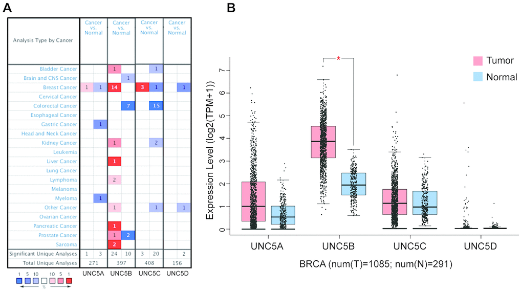 UNC5B is overexpressed in breast cancer (ONCOMINE and GEPIA). (A) Different mRNA expression of UNC5H receptors between cancer tissues and normal tissues. (B) mRNA expression levels of UNC5H receptors in breast cancer tissues and normal breast tissues. *, p 