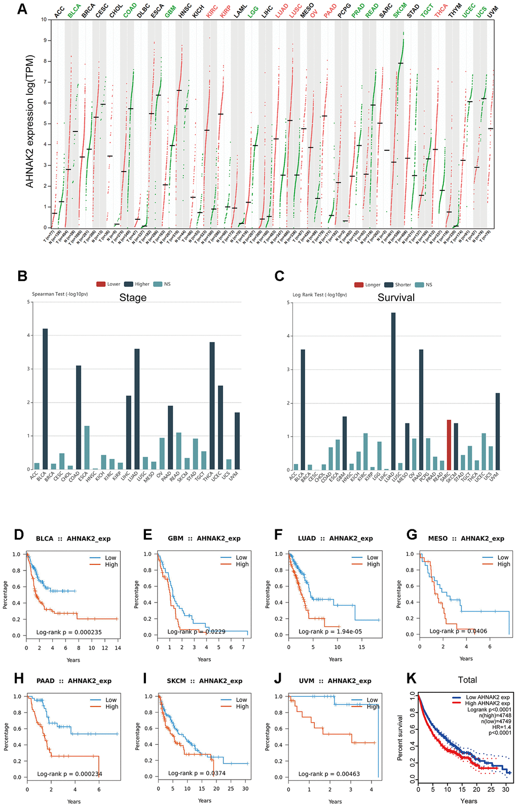 Generalization value of AHNAK2 in pan-cancer. (A) Comparison of AHNAK2 mRNA expression between pan-cancer cancerous and paracancerous tissues based on GEPIA. (B) Associations between AHNAK2 expression and stage across human cancers based on TISIDB. (C) Associations between AHNAK2 expression and overall survival across human cancers based on TISIDB. K-M survival analysis of (D) BLCA, (E) GBM, (F) LUAD, (G) MESO, (H) PAAD, (I) SKCM, (J) UVM, and (K) pan-cancer in the low AHNAK2 and high AHNAK2 groups based on TISIDB and GEPIA. NS: no significance.