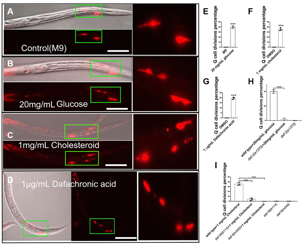 Glucose, cholesterol, and Δ7-dafachronic acid promote neuronal Q-cell divisions in L1-arrested worms. (A) Normal L1-arrested wild-type worms. The wild-type L1-arrested worms only have two Q-cells (QR/L). Wild-type L1-arrested worms treated with 20 mg/mL glucose (B, E), 1 mg/mL cholesterol (C, F), or 1 μg/mLΔ7-dafachronic acid (D, G). Q-cell divisions occurred in these worms, as at least four Q-cells were observed under these conditions. See the dosage treatment results in Supplementary Figure 1, and the Q-cell final descendants test in Supplementary Figure 2. (H) Q-cell divisions induced by glucose or insulin treatments can be suppressed by daf-2 mutants. (I) Q-cell divisions induced by cholesterol treatment can be suppressed by daf-9 and daf-36 mutants. White bar: 50 μm. Data are the average of three independent experiments. Error bars: Standard Deviation (SD). ***: P