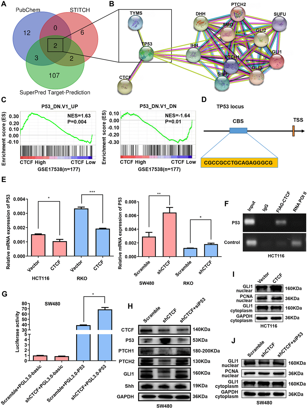 CTCF enhances Hedgehog signaling pathway activation via targeting P53. (A) Venn diagram enrichment analysis of the 5-FU putative target genes. (B) Protein-protein interaction analysis via STRING (https://string-db.org/). (C) GSEA plots indicated that “P53