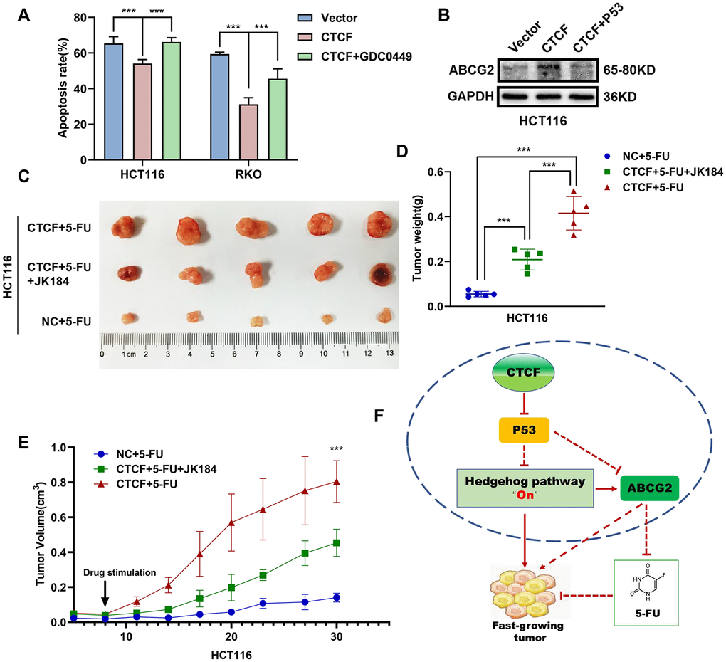 CTCF promotes chemoresistance by regulating P53-Hedgehog axis signaling. (A) Apoptosis assays showed the effect of GDC0449 on CTCF-mediated 5-FU stimulated apoptosis of CRC cells. (B) Western blot analysis of the effects of P53 on CTCF-mediated ABCG2 upregulation. (C) The representative images of subcutaneous tumors from different experimental groups are shown. (D, E) Tumor weight and volume analyses showed that JK184 recovered the stimulative cell proliferation caused by upregulated CTCF under stimulation of 5-FU. (F) A hypothetical model illustrating that CTCF transcriptionally represses P53 and activates the Hedgehog signaling pathway to promote proliferation and 5-FU chemotherapy resistance of CRC cells. The above data are presented as mean ± SEM. * P