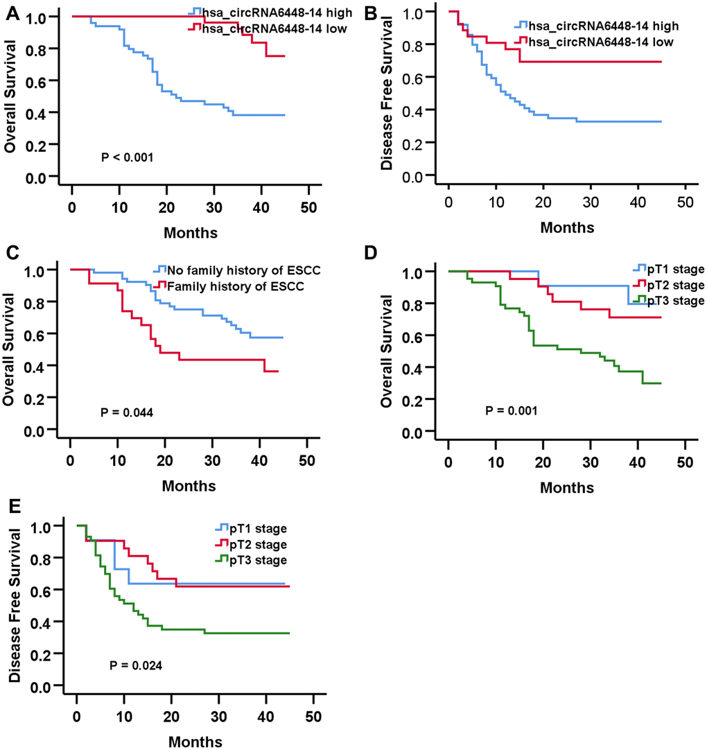 Prognostic significance of hsa-circRNA6448-14 in 76 case of ESS by Kaplan-Meier analyses. (A) OS (B) DFS (C) OS based on family history of ESCC. (D) OS based on pT stage. (E) DFS based on pT stage.