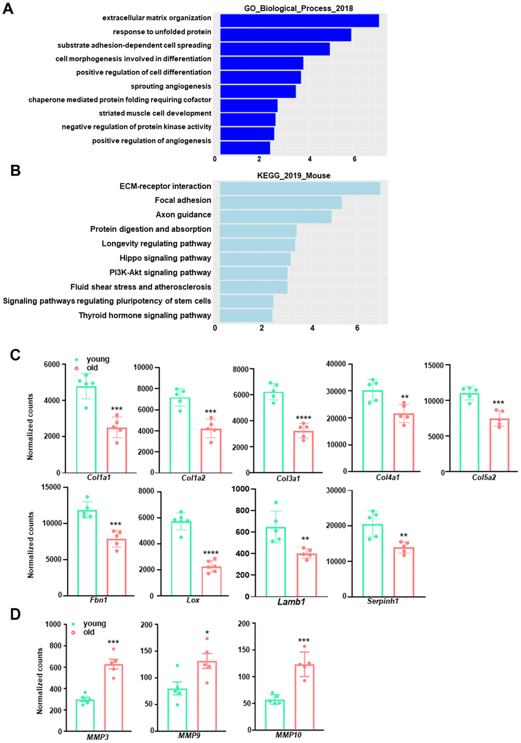 GO term enrichment and KEGG pathway analysis for downregulated transcripts in young and old mouse aortae. (A) The top 10 enriched GO biological process terms in the transcripts downregulated in old mouse aortae (adjusted p 0). Individual GO terms were sorted by adjusted p values. (B) The top 10 enriched KEGG pathways in the transcripts downregulated in old mouse aortae (adjusted p 0). Individual pathways were sorted by adjusted p values. (C, D) Normalized counts of significantly reduced genes in old aortae compared with young counterparts, including important extracellular matrix (ECM) components or regulators (C) and matrix metalloproteinases (MMPs) (D) Data are presented as a scatterplot of individual points with mean±SD, n=5. *p 