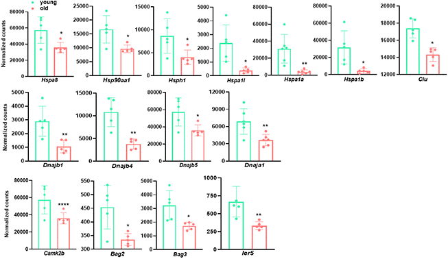 Genes involved in protein folding process and stress response are decreased in old aortae. Normalized counts of significantly differentially expressed genes involved in protein folding process and stress response in mouse aortae. Data are presented as a scatterplot of individual points with mean±SD, n=5. *p 