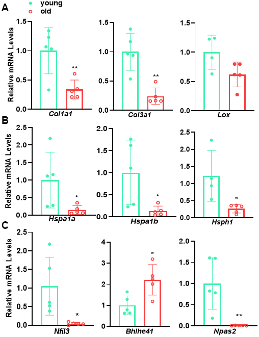 qRT-PCR validation of representative genes for major age-regulated terms/pathways. qRT-PCR analysis for the representative genes involving in (A) ECM organization, (B) protein folding and (C) circadian rhythm in young versus old mouse aortae. Data are presented as a scatterplot of individual points with mean±SD, reflecting fold changes over young aortae (set to 1), n=5. *p 