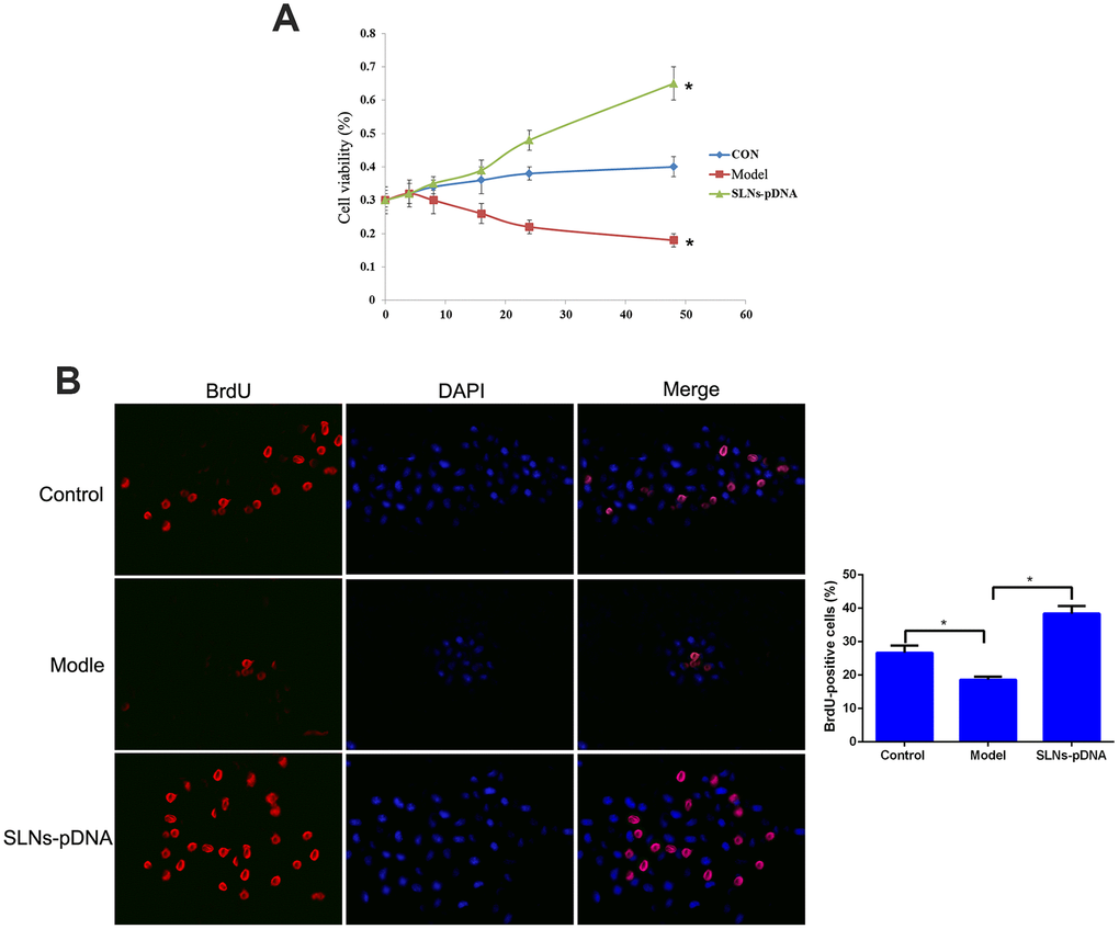 Solid lipid nanoparticles-integrin β1 overexpression plasmid (SLNs-pDNA) promoted cell proliferation in IL-1β-induced rat chondrocytes. (A) Cell viability of rat chondrocytes treated with IL-1β (model group), or IL-1β + SLNs-pDNA (SLNs-pDNA group) using CCK-8 assay. (B) The percentage of BrdU-positive cells in rat chondrocytes treated with IL-1β (model group), or IL-1β + SLNs-pDNA (SLNs-pDNA group) using BrdU assay. *P 