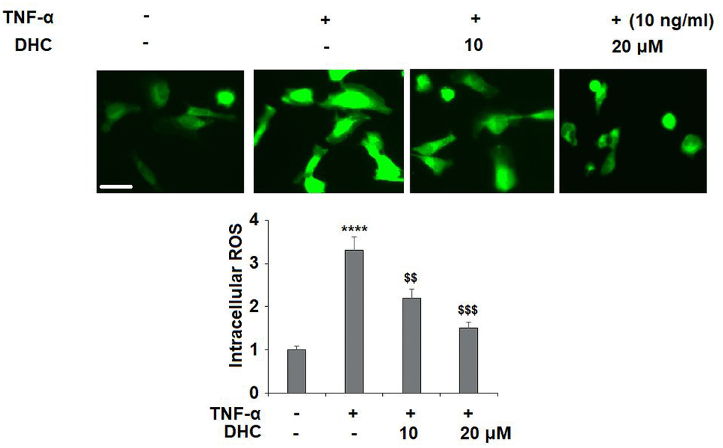 DHC ameliorated TNF-α-induced oxidative stress in chondrocytes. Cells were stimulated with TNF-α (10 ng/ml) in the presence or absence of 10 and 20 μM for 24 h. Intracellular ROS was measured by DCFH-DA staining. Scale bar, 100 μm (****, P