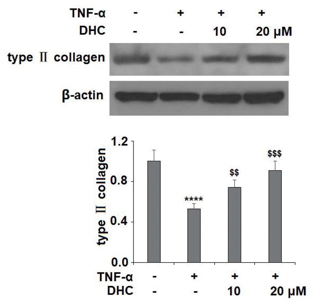 DHC prevented TNF-α- induced degradation of type II collagen. Cells were stimulated with TNF-α (10 ng/ml) in the presence or absence of 10 and 20 μM for 24 h. The expression of type II collagen was measured by western blot analysis (****, P