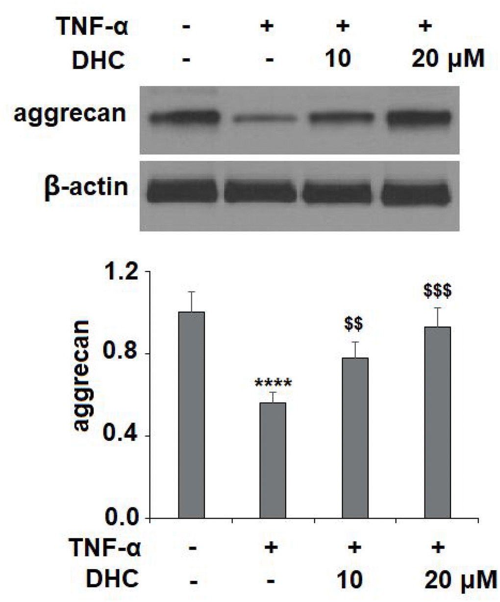 DHC prevented TNF-α-induced degradation of aggrecan. Cells were stimulated with TNF-α (10 ng/ml) in the presence or absence of 10 and 20 μM for 24 h. The expression of aggrecan was measured by western blot analysis (****, P