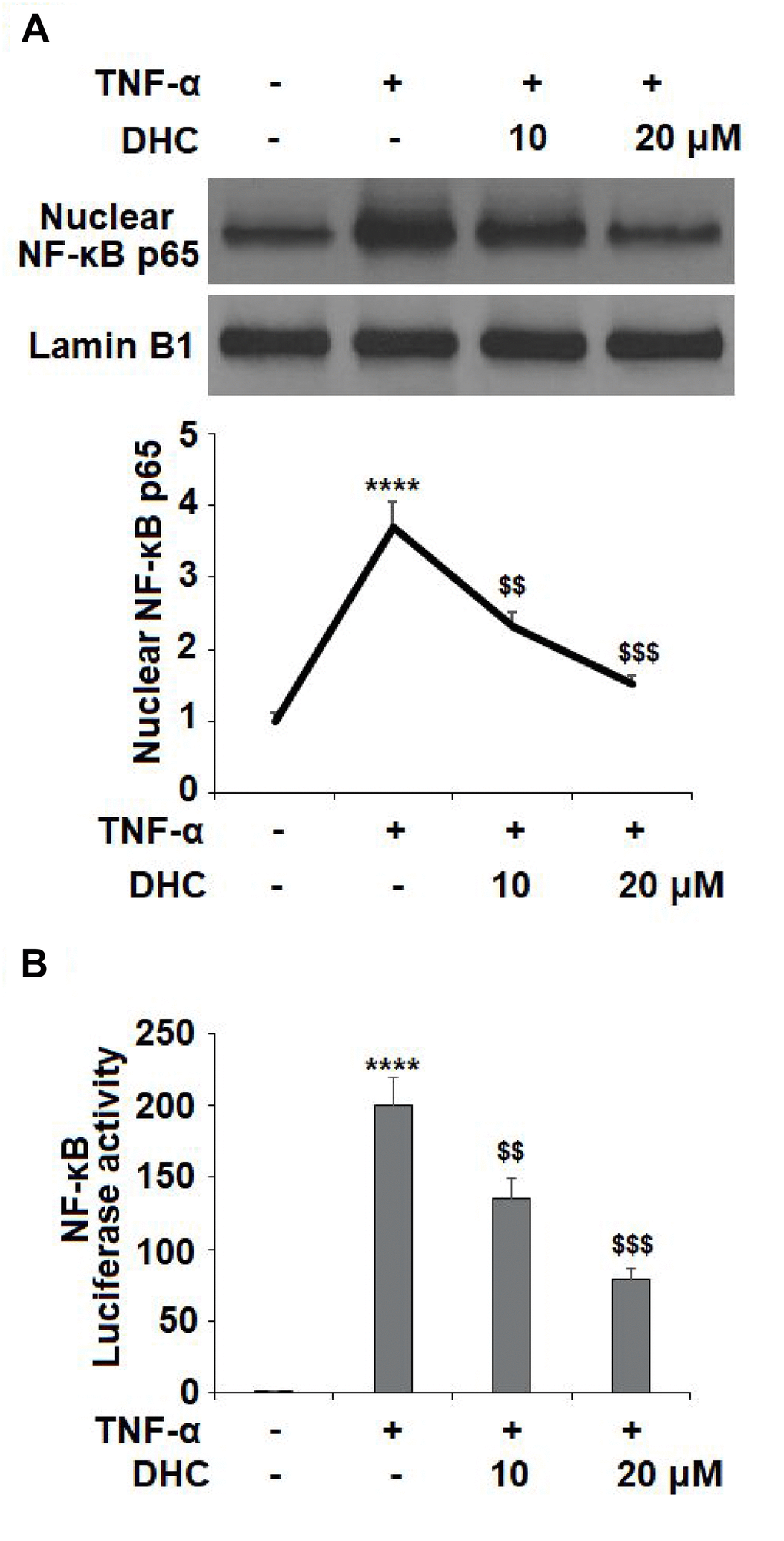 DHC prevented TNF-α- induced activation of NF-κB. Cells were stimulated with TNF-α (10 ng/ml) in the presence or absence of 10 and 20 μM for 24 h. (A). Nuclear levels of NF-κB p65; (B). Luciferase activity of NF-κB (****, P
