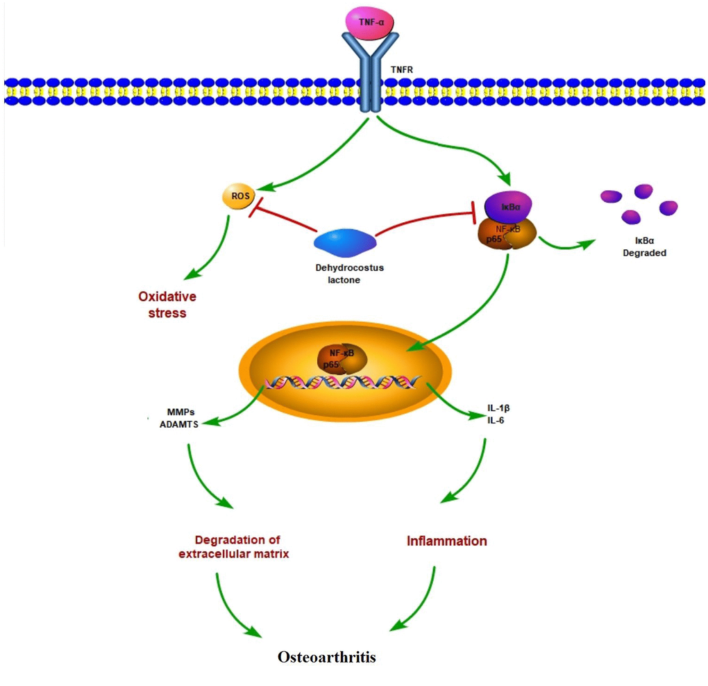 Graphic summary of the molecular model.