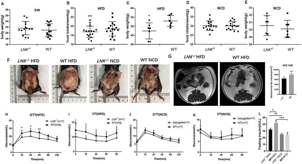 LNK resulted in worse diet-induced obesity, impaired glucose tolerance and increased insulin resistance under HFD feeding for 16 weeks. Body weights (A) were measured in 6 to 8-week-old LNK-/- (n=13) or WT mice (n=13). (B–E) Food intake and body weight after HFD or NCD feeding for 16 weeks were shown. Abdominal pathologic specimen (F) and MRI analyses (G) were shown to compare abdominal fat volume. GTTs (H and J) and ITTs (I and K) in WT (filled symbols) or LNK-/- mice (open symbols) were measured. Blood glucose concentrations were measured at the indicated times. Fasting insulin concentration (L) were measured in mice after NCD or HFD feeding for 16 weeks. HFD: LNK-/- n=7, WT n=6; NCD: LNK-/- n=6, WT n=7. Data were shown as mean ± SD. Statistical analysis was performed by Student’s t-test. *p p p 