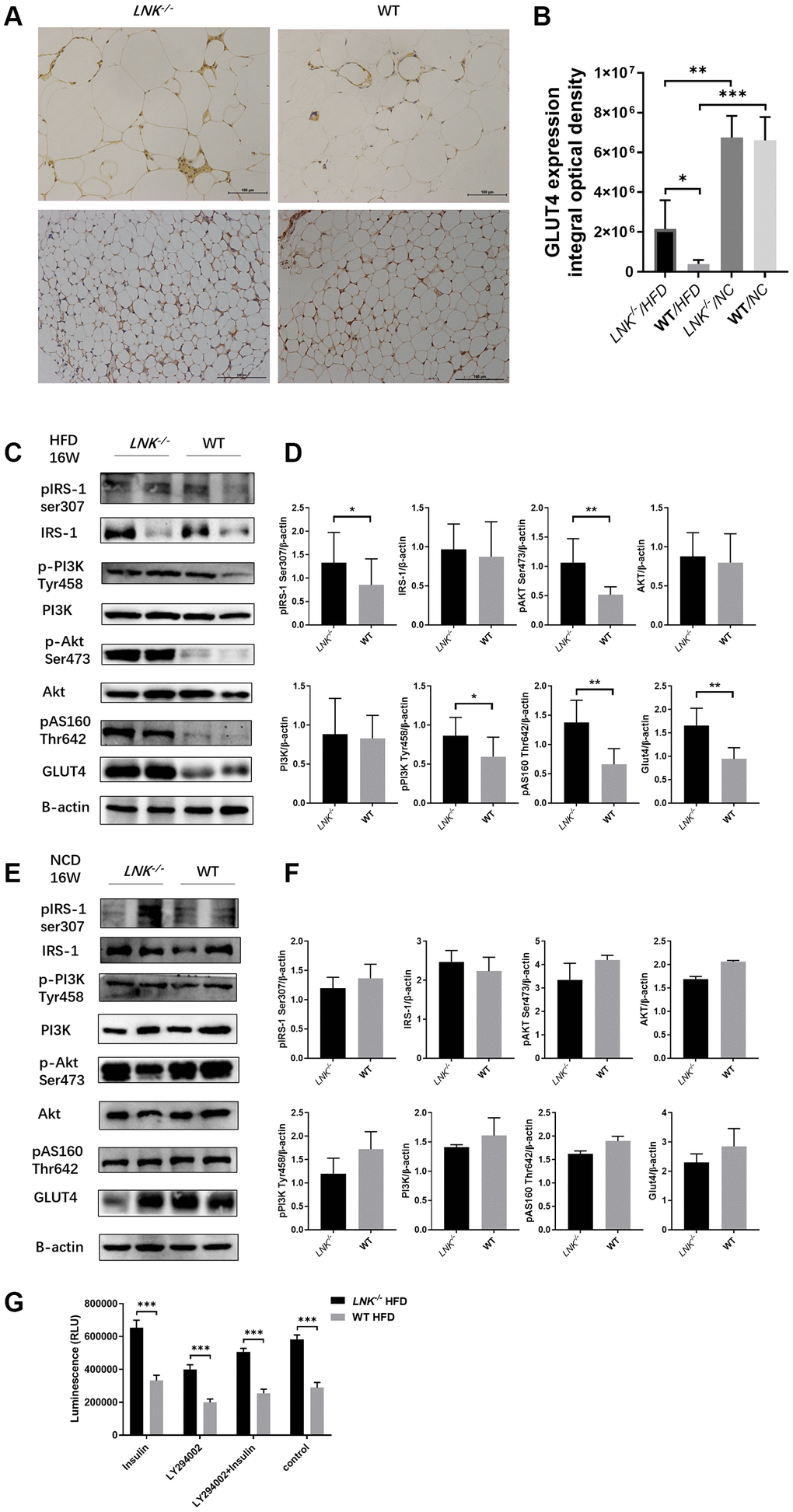 LNK deficiency altered insulin signaling and the expression of GLUT-4 protein in adipose tissues in obesity-induced insulin resistance model. (A, B) Representative images of immunohistochemical stain of GLUT4 in adipose tissue were shown (HFD: LNK-/- n=7, WT n=6; NCD: LNK-/- n=6, WT n=7. Five images were quantified per mouse). (C, D) LNK impairs IRS1 serine phosphorylation, PI3K tyrosine phosphorylation, Akt serine phosphorylation and AS160 threonine phosphorylation as shown by WB in HFD-fed mice visceral adipose tissue (LNK-/- n=7, WT n=6 with three replicates. Representative images were shown). (E, F) GLUT4 expression and IRS1 serine phosphorylation, PI3K tyrosine phosphorylation, Akt serine phosphorylation and AS160 threonine phosphorylation as shown by WB in NCD-fed mice adipose tissue (LNK-/- n=6, WT n=7 with three replicates. Representative images were shown). (G) LNK deficiency improves glucose uptake in primary adipocyte from mice after HFD feeding for 16 weeks (n=6 per group). The primary adipocytes were differentiated into mature adipocytes and were then stimulated by LY294002 (50 μM) and insulin (10 μM) for 30 min or insulin (10 μM) for 30 min alone. Scale bars: 100 μm. Data were shown as mean ± SD. Statistical analysis was performed by ANOVA (B and G) and Student’s t-test (D and F). *p p p 