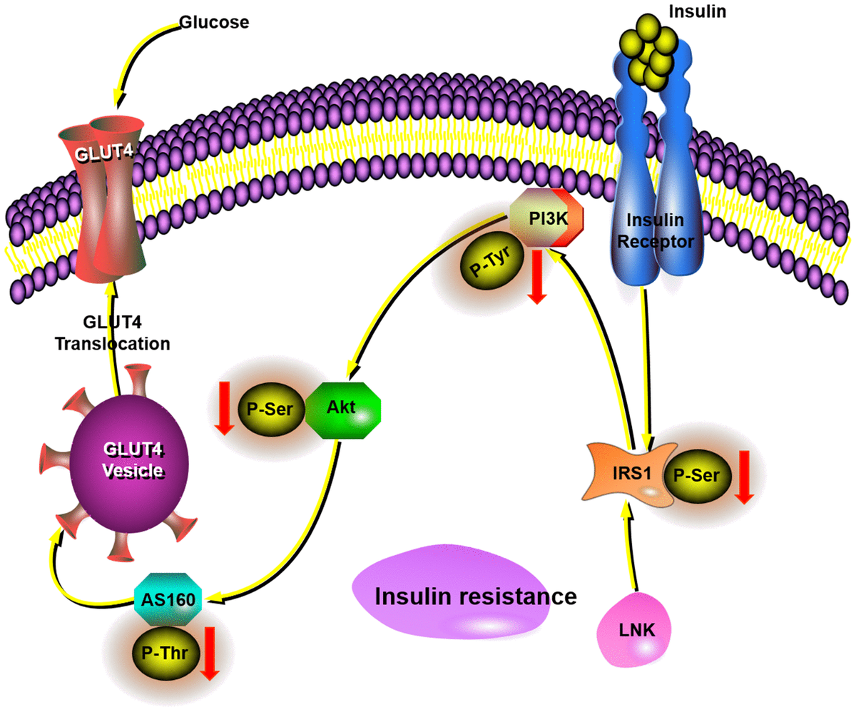 Lnk Deficiency Decreases Obesity Induced Insulin Resistance By Regulating Glut4 Through The Pi3k