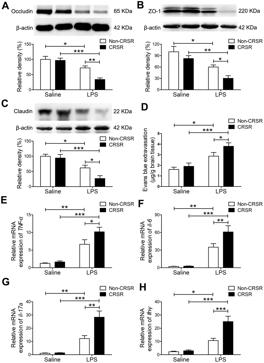 Effects of chronic and repeated short-term sleep restriction (CRSR) on lipopolysaccharide (LPS)-induced blood-brain barrier (BBB) disruption and hippocampal inflammation 24 hours after LPS treatment. Western blot analysis of the expression of the tight junction proteins occludin (A), zona occluden-1 (ZO-1; B) and claudin (C) in the brain. (D) Evans blue dye extravasation test. LPS-induced decreases in hippocampal tight junction protein levels and increase in Evans blue dye extravasation into the brain were exaggerated by CRSR. Quantitative real-time PCR (qRT-PCR) analysis of hippocampal gene expression of TNF-α (E), IL-6 (F), IL-17A (G), and IFN-γ (H). The LPS-induced increase in hippocampal expression of these genes was exaggerated by CRSR. Data represent means ± SEM, n = 6; *P 