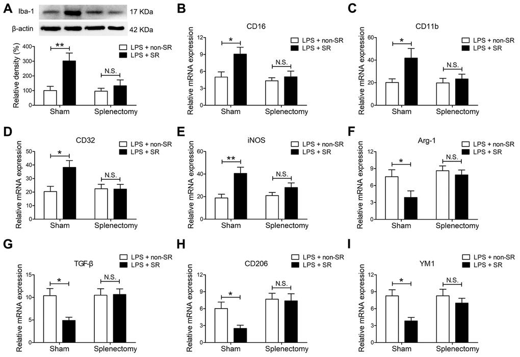 The spleen mediated the enhancing effects of chronic and repeated short-term sleep restriction (CRSR) on lipopolysaccharide (LPS)-induced transition of microglia to M1 phenotype 24 hours after LPS treatment. (A) Western blot analysis of hippocampal ionized calcium-binding adapter molecule 1 (Iba1) expression in each group. Splenectomy blocked CRSR-mediated exacerbation of the LPS-induced increase in hippocampal Iba1 expression. Quantitative real-time PCR (qRT-PCR) analysis of hippocampal expression of the microglial M1 markers CD16 (B), CD11b (C), CD32 (D), and iNOS (E) and the M2 markers Arg-1 (F), TGF-β (G), CD206 (H), and YM1 (I). Splenectomy blocked CRSR-mediated exacerbation of LPS-induced increases in microglial M1 markers and decreases in M2 markers in the hippocampus. Data represent means ± SEM, n = 6; *P **P 