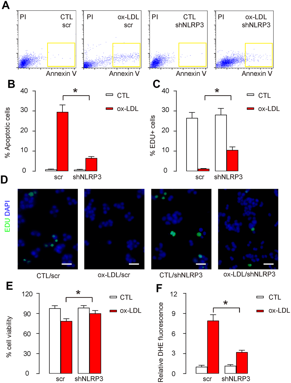 Responses of HAECs to Ox-LDL treatment are NLRP3 dependent. Next, shNLRP3-HAECs and scr-HAECs were challenged in an in vitro AS model by treatment with 100μg/ml oxidized low-density lipoprotein (ox-LDL). (A, B) Analyses of cell apoptosis by FITC Annexin V Apoptosis assay, shown by representative flow charts (A), and by quantification (B). (C, D) Analyses of cell proliferation by Edu assay, shown by quantification (C), and by representative images (D). (E) Quantification of viable cell number in an CCK-8 assay. (F) DHE assay for ROS. *p