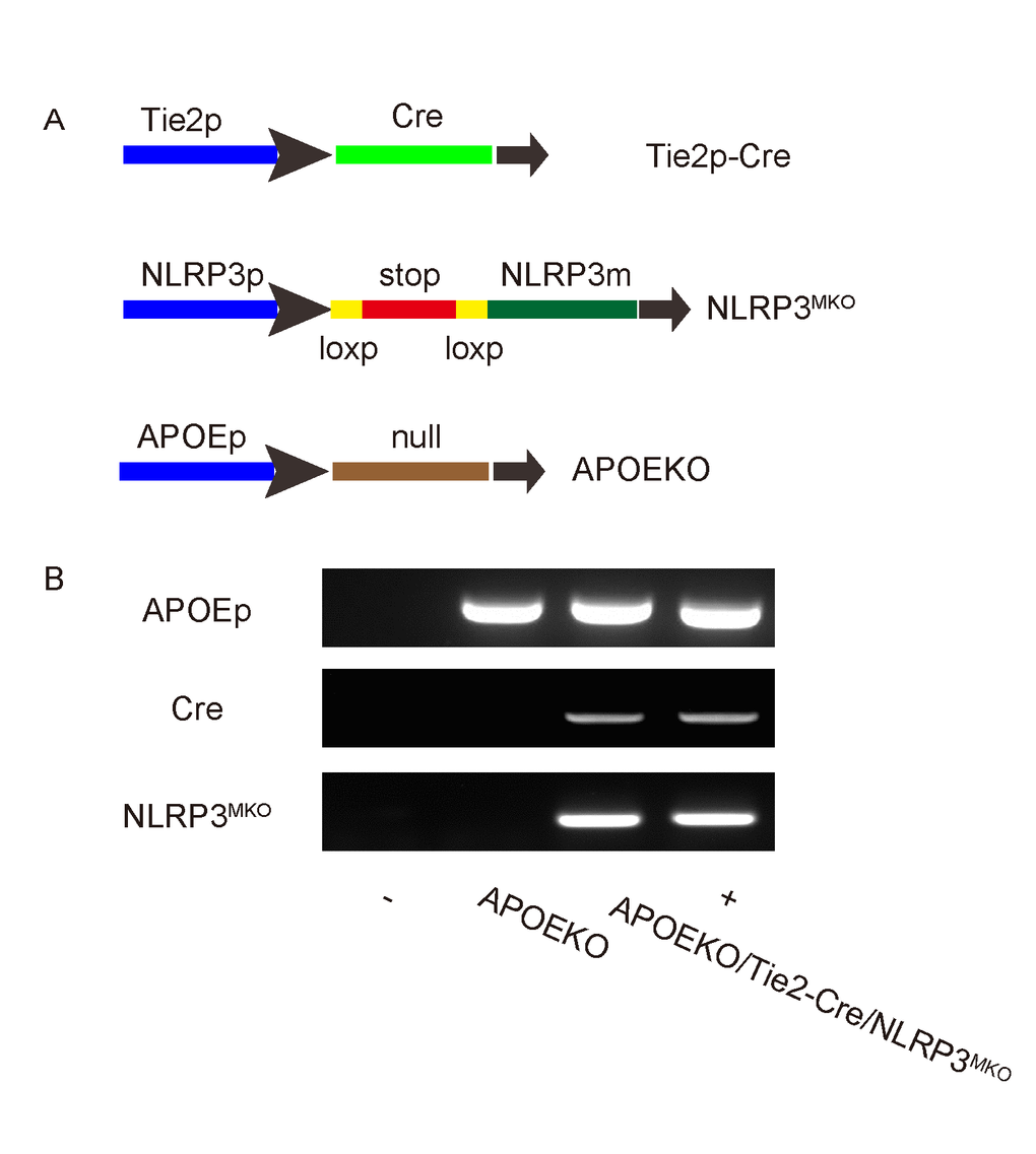 Preparation of endothelia-specific NLRP3 mutant mice in ApoE-null background. (A) Endothelia-specific NLRP3 mutant mice were prepared in ApoE-null background. Tie2 is an endothelia-specific marker. Tie2p-Cre and conditional NLRP3 mutation mice were first bred to each other to generate endothelia-specific NLRP3 mutant mice Tie2p-Cre/NLRP3MKO, and then bred to ApoE (-/-) mice to generate APOEKO/Tie2p-Cre/NLRP3MKO mice. ApoE (-/-) mice were used as controls (APOEKO). (B) Representative genotyping. -, negative control. +, positive control.