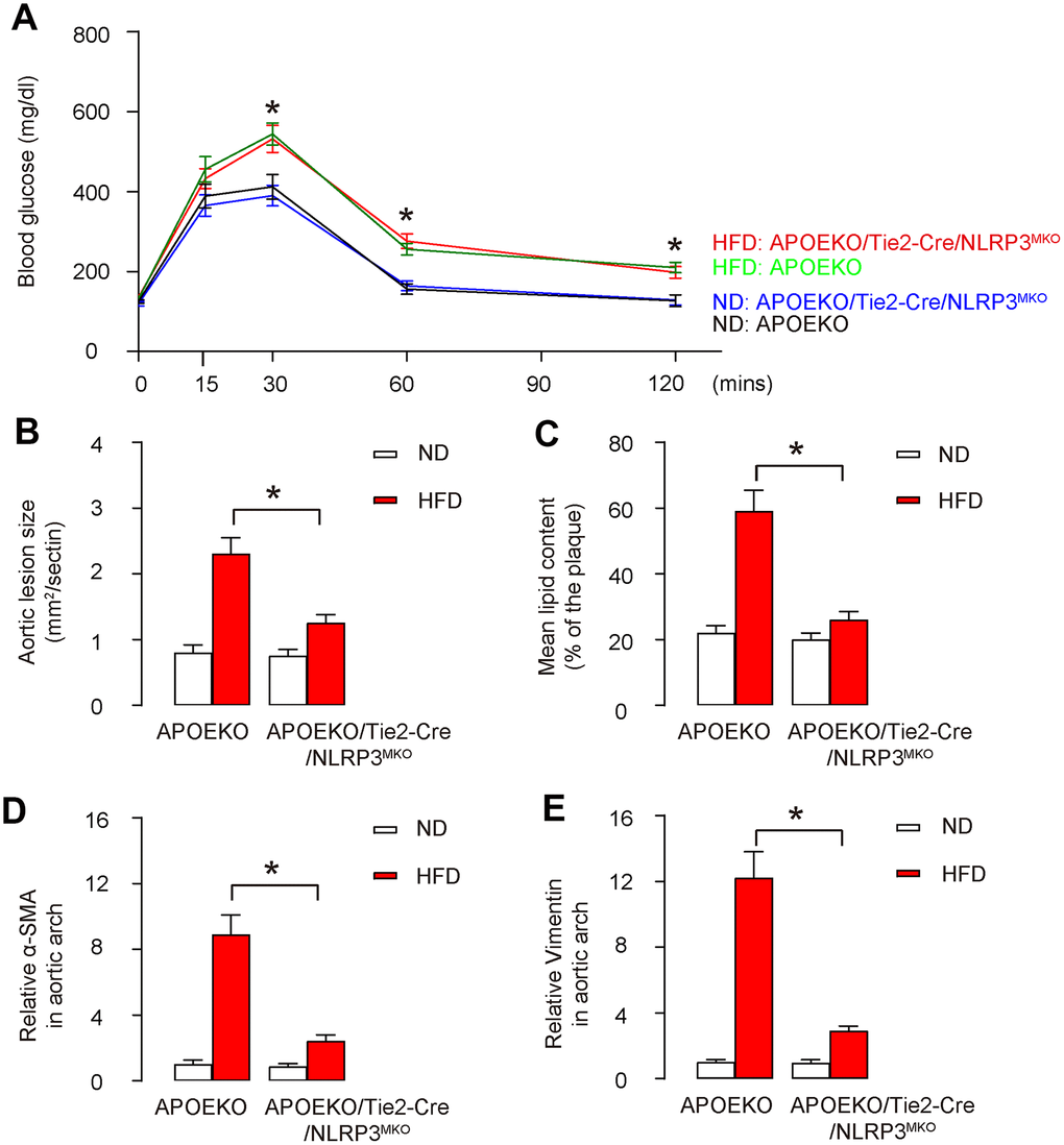 Endothelia-specific NLRP3 knockout attenuates severity of AS in HFD-treated mice. The animals were randomly divided into 4 groups: APOEKO with normal-diet group (ND), APOEKO with high-fat diet (HFD) group, APOEKO/Tie2p-Cre/NLRP3MKO with ND, APOEKO/Tie2p-Cre/NLRP3MKO with HFD group. ND or HFD treatment in mice started at 8 weeks of age, and mice were analyzed for AS lesions at 20 weeks of age. (A) Intraperitoneal Glucose Tolerance Testing. (B) Quantification of aortic lesion size by H&E-staining on aortic sinus. (C) Assessment of lipid content by Oil-red-O-staining on aortic sinus. (D, E) The aortic arch was isolated for analyzing the levels of α-SMA (D) and Vimentin (E) by ELISA. *p