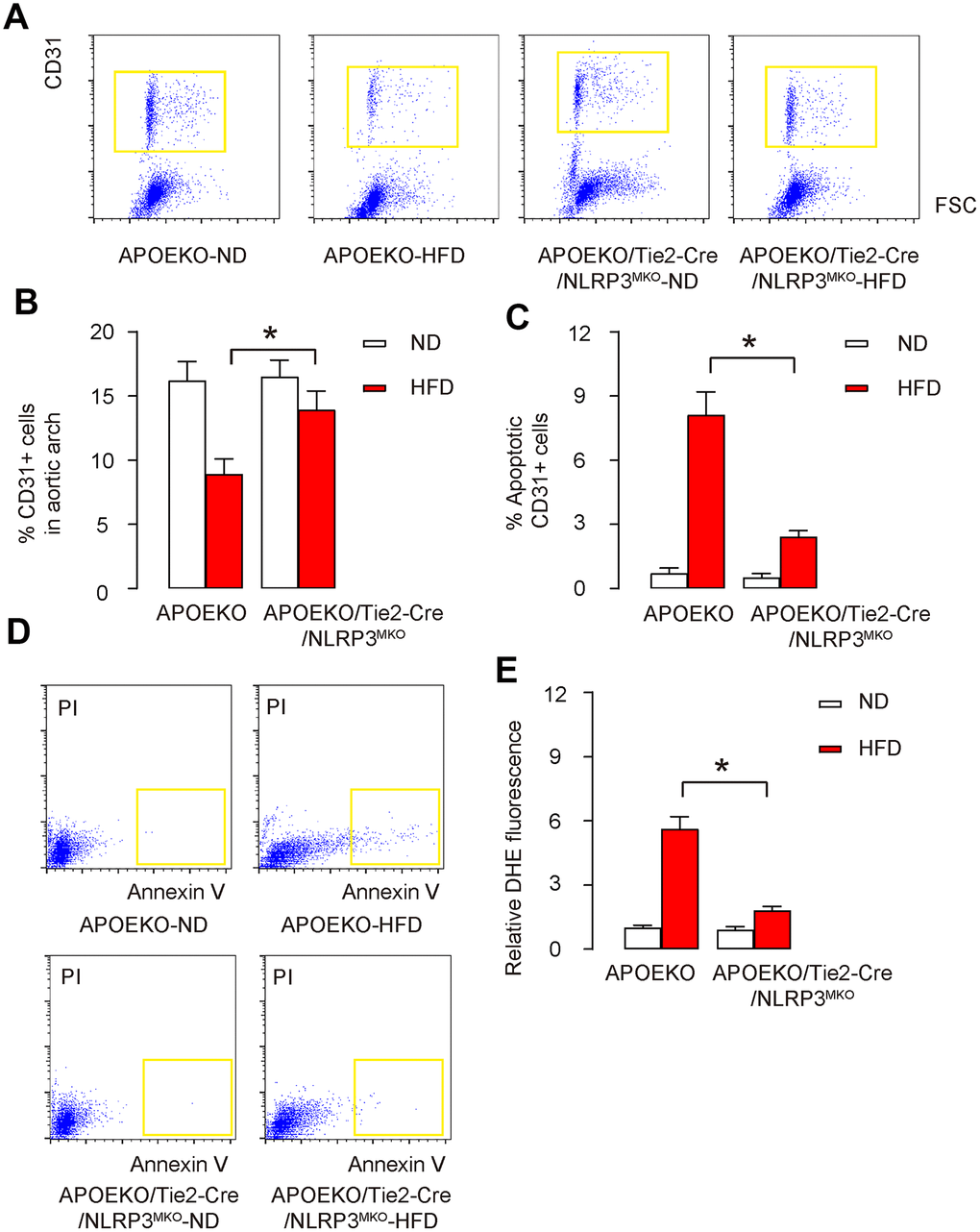 Endothelial cell apoptosis and ROS production are attenuated in HFD-treated endothelia-specific NLRP3 knockout mice. (A, B) CD31+ cells were isolated from the dissociated mouse aortic arch by flow cytometry, shown by representative flow charts (A), and by quantification (B). (C, D) The apoptosis of isolated CD31+ cells were analyzed by FITC Annexin V Apoptosis assay, shown by quantification (C), and by representative flow charts (D). (E) DHE assay for ROS. *p
