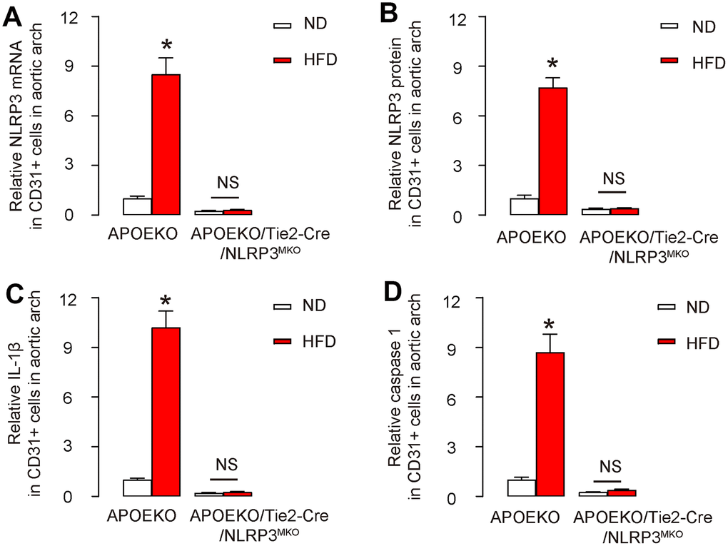 NLRP3/ caspase-1/IL-1β are depleted in endothelial cells in APOEKO/Tie2p-Cre/NLRP3MKO mice. The knockdown of NLRP3/ caspase-1/IL-1β cascades in APOEKO/Tie2p-Cre/NLRP3MKO mice was confirmed on CD31+ endothelial cells isolated from mouse aortic arch. (A, B) NLRP3 levels by RT-qPCR (A) and by ELISA (B). (C, D) IL-1β (C) and caspase 1 (D) levels by ELISA. *p