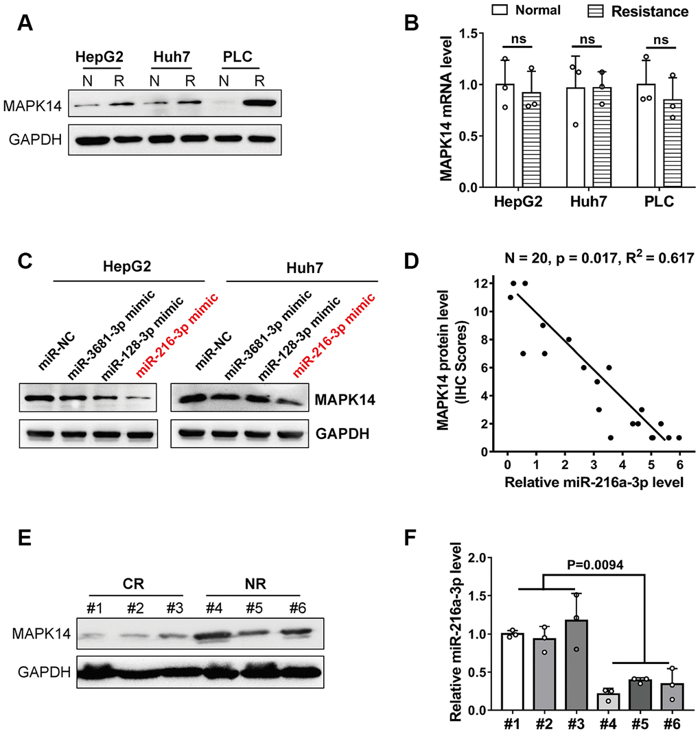 MiR-216a-3p levels correlate with MAPK14 protein expression and sorafenib sensitivity in HCC cells and tumor tissues. (A) Representative western blot images show MAPK14 protein expression in sorafenib-resistant and normal HCC cell lines. N: normal, R: resistance. GAPDH was used as loading control. (B) Q-PCR analysis shows relative MAPK14 mRNA levels in sorafenib-resistant and normal HCC cell lines. (C) Representative western blot shows MAPK14 protein expression in HCC cells transfected with miR-NC (negative control), miR3681-3p, miR128-3p and miR216a-3p mimics. GAPDH was used as loading control. (D) Pearson correlation analysis of MAPK14 protein and miR-216a-3p expression in 20 HCC patient tissue samples by IHC scores. (E) Representative western blot shows MAPK14 protein expression in tumor tissues from 3 CR (Complete response) to sorafenib and 3 NR (No response) to sorafenib HCC patients. (F) Q-PCR analysis shows relative miR-216a-3p levels in tumor tissues from 3 sorafenib-sensitive and 3 sorafenib-resistant HCC patients (n=3).