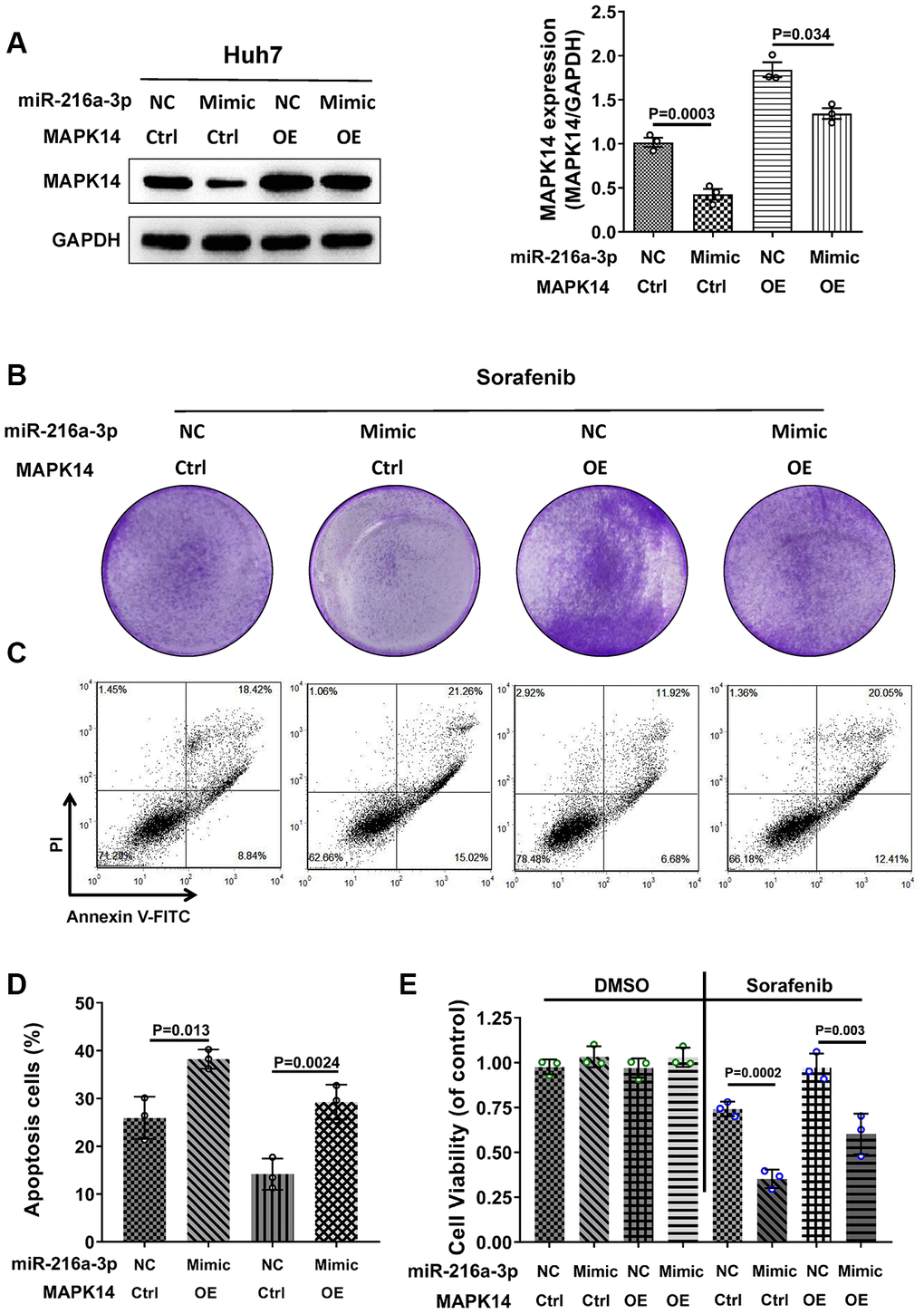 MiR-216a-3p regulates sorafenib sensitivity in HCC cells by decreasing the protein levels of MAPK14. (A) Representative western blot shows MAPK14 protein expression in control and sorafenib-treated miR-216-3p OE, MAPK14 OE or miR-216a-3p OE plus MAPK14 OE Huh-7 cells. (B) Colony formation assay results of control and sorafenib-treated miR-216-3p OE, MAPK14 OE or miR-216a-3p OE plus MAPK14 OE Huh-7 cells. (C, D) Flow cytometry assay shows percentage apoptosis in control and sorafenib-treated miR-216-3p OE, MAPK14 OE or miR-216a-3p OE plus MAPK14 OE Huh-7 cells. (E) MTT assay results show viability of control and sorafenib-treated miR-216-3p OE, MAPK14 OE or miR-216a-3p OE plus MAPK14 OE Huh-7 cells.