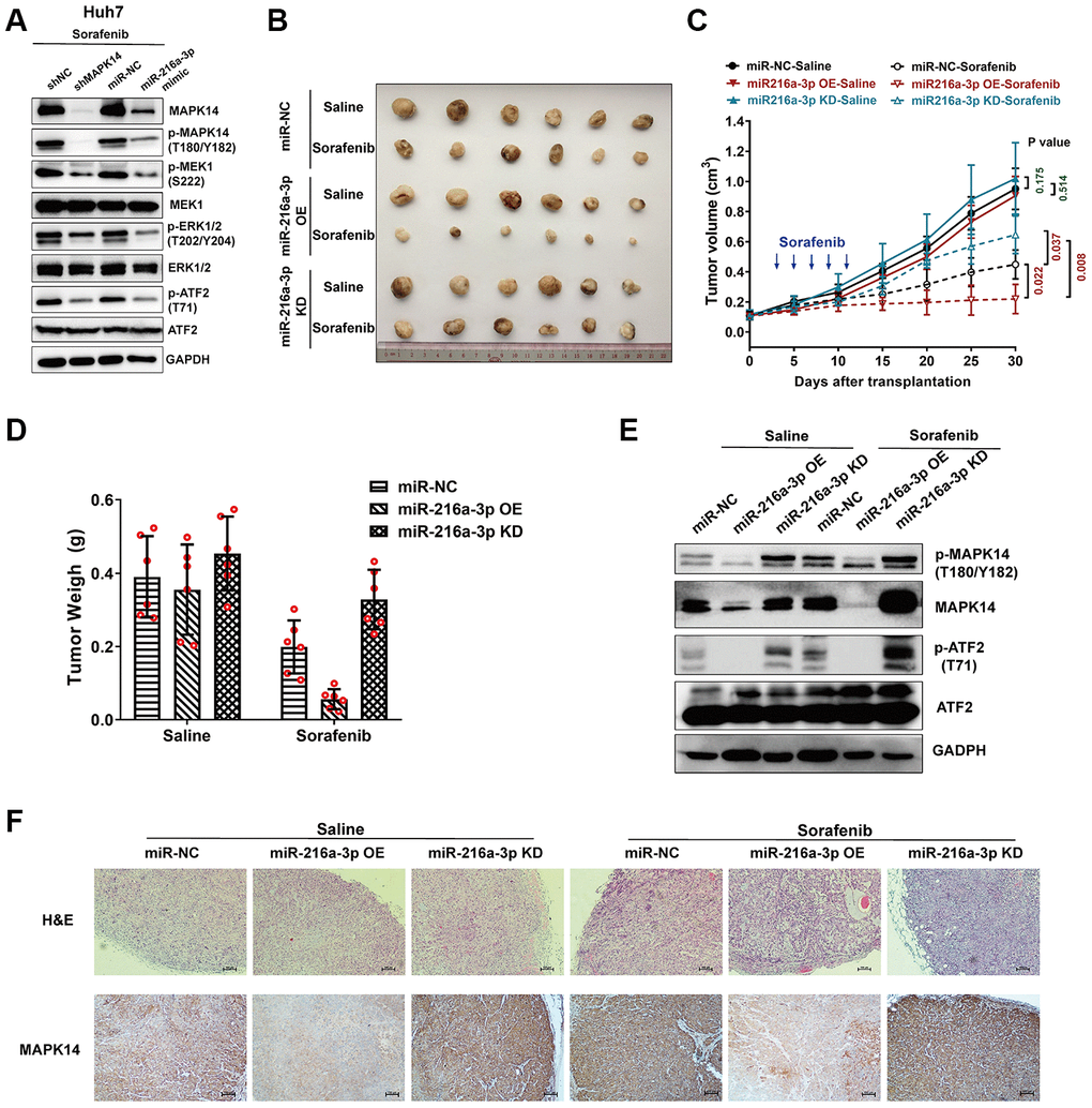 MiR-216a-3p enhances sorafenib sensitivity in the xenograft HCC tumor mouse model by attenuating MAPK14-dependent MEK-ERK and ATF2 signaling pathways. (A) Representative western blots show phospho-MEK1, MEK1, phospho-Erk1/2 and Erk1/2, phospho-ATF2 and ATF2 levels in sorafenib-treated Huh-7 cells transfected with shRNA-NC (negative control), shRNA-MAPK14, miR-NC (negative control), miR-216a-3p mimic respectively. (B) Comparison of saline or sorafenib treatment efficacy using Balb/c nude mice with xenograft tumors after injecting miR-NC, miR-216a-3p OE or miR-216a-3p KD Huh-7 cells. (C) The tumor size measurements and (D) tumor weight in saline or sorafenib-treated miR-NC, miR-216a-3p OE or miR-216a-3p KD groups of mice. (E) Western blot analysis show phospho-MAPK14, MAPK14, phospho-ATF2 and ATF2 levels in xenograft tumor tissues from saline or sorafenib-treated miR-NC, miR-216a-3p OE or miR-216a-3p KD groups of mice. (F) Representative IHC images show MAPK14 protein expression in xenograft tumor tissue sections from saline or sorafenib-treated miR-NC, miR-216a-3p OE or miR-216a-3p KD groups of mice. Also shown are H&E stained xenograft tumor tissue sections from saline or sorafenib-treated miR-NC, miR-216a-3p OE or miR-216a-3p KD groups of mice.