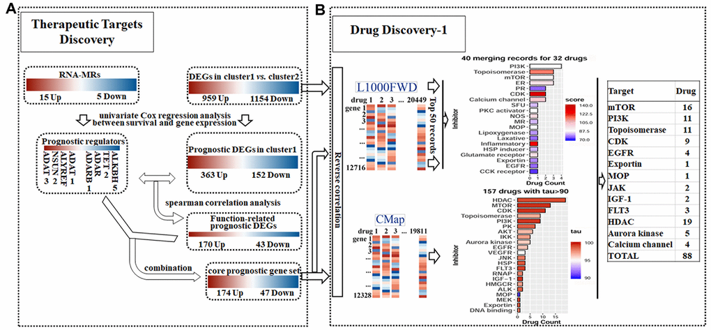 Detailed chart for therapeutic targets discovery (A) and drug discovery (B). (A) The prognostic potential of differentially expressed genes (DEGs) and RNA modification regulators (RNA-MRs) in cluster1 (severe NBL) were analyzed. Genes correlated to survival formed prognostic DEGs set and prognostic RNA-MRs set, respectively. Then function-related prognostic DEGs were identified from prognostic DEGs as genes positively related to prognostic RNA-MRs. The function-related prognostic DEGs and prognostic RNA-MRs together formed core prognostic gene set. (B) The reversed similarities of gene expression pattern in DEGs and core prognostic gene set were calculated in L1000FWD respectively. The same records in two searches were integrated according to target type. The reversed similarities of core prognostic gene set only was calculated in CMap. Then inhibitors from L1000FWD and CMap were summarized according to target type. PR: progesterone receptor; SFU: sodium fluorescein uptake; MR: Mineralocorticoid receptor; MOP: Mitochondrial oxidative phosphorylation; RNAP: RNA polymerase.
