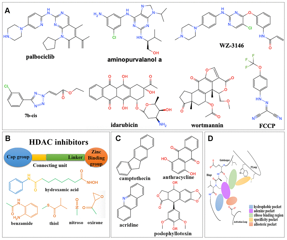 Structures for different kinds of inhibitors. (A) The structure of 7 overlapped drugs in CMap and L1000FWD. (B) Core structures for HDAC inhibitors. (C) Core structures for topoisomerase inhibitors. (D) Core structures for kinase inhibitors.