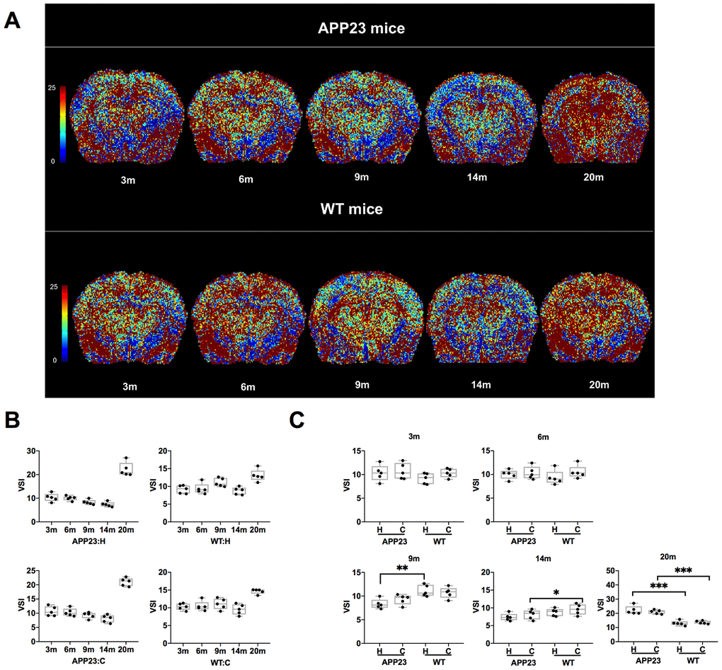 VSI values in APP23 and WT mice of different ages. (A) Colormap of VSI in APP23 and WT mice of different ages. (B) VSI values of cortex and hippocampus in APP23 and WT mice at different ages. (C) Comparison of VSI values in cortex and hippocampus between APP23 and WT mice at the same age. WT: wide type; C: cortex; H: hippocampus; VSI, vessel size index.