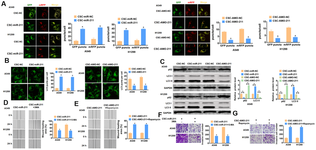 Exo-miR-211 promotes cancer progression by activating autophagy of NSCLC cells. (A) confocal microscope analysis for A549 and H1299 cells transfected with GFP-mRFP LC3. n=10, *pB) Western blot for autophagic associated proteins p62 and LC3I/II in A549 and H1299 cells. n=6, *pC–E) Would healing assay to detect migration ability. n=4, *pF, G) Transwell assay to detect invasion ability. n=4, *p