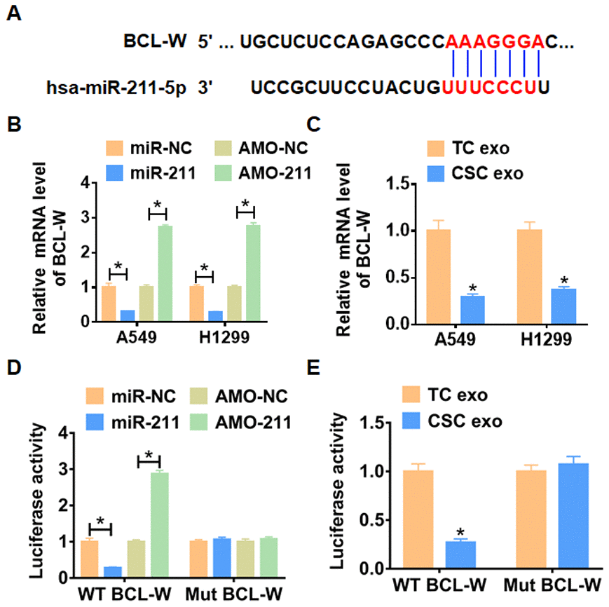 miR-211 directly targeted on BCL-W in NSCLC cells. (A) TargetScan predicted data between miR-211 and BCL-W. (B) qRT-PCR analyzed the expression of BCL-W in A549 and H1299 cells transfected with miR-211 or AMO-211. n=6, *pC) qRT-PCR analyzed BCL-W expression of A549 and H1299 cells incubated with TC or CSC exosomes. n=6, *pD) Luciferase assay for WT and mutant BCL-W activity in HEK293 cells transfected with miR-211 or AMO-211. n=6, *pE) Luciferase assay for WT and mutant BCL-W activity in HEK293 cells incubated with TC or CSC exosomes. n=6, *p
