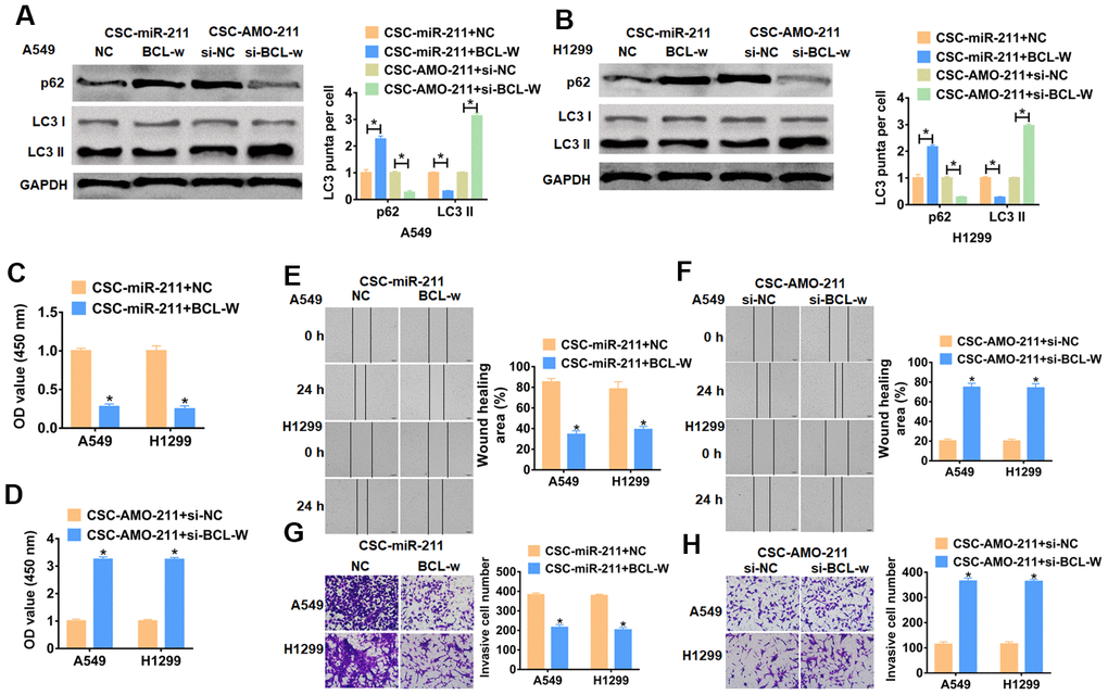 miR-211 promotes cancer development by inhibiting BCL-W. A549 and H1299 cells were transfected with BCL-W or si- BCL-W and incubated with exosomes from CSCs transfected with miR-211 or AMO-211, respectively. (A, B) Western blot for autophagic associated proteins p62 and LC3I/II in A549 and H1299 cells. n=6, *pC, D) CCK8 was used to test viability of A549 and H1299 cells. n=10, *pE, F) Would healing assay to detect migration ability. n=4, *pG, H) Transwell assay to detect invasion ability. n=4, *p