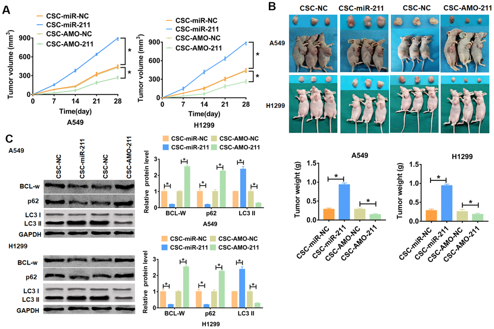Exo-miR-211 derived from CSC promoted tumorigenesis and autophagy of NSCLC cells in vivo. CSCs stably transfected with miR-211 or AMO-211 or NC were constructed, and the nude mice were injected A549 or H1299 cells incubated with a mixture of CSCs (n = 6 for each group). (A) Growth of tumor xenografts in nude mice. n=6, *pB) Representative tumors excised from xenografts in nude mice and tumor weight. n=6, *pC) The protein expression of BCL-W and autophagy related protein p62 and LC3I/II were analyzed by western bolt in isolated tumors. n=6, *p