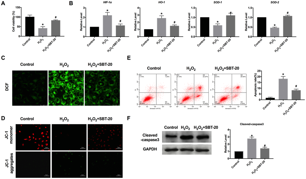 SBT-20 blocks oxidative stress induced by H2O2 in HK-2 cells. (A) MTT assay was carried out to assess the cell viability. n=10. (B) RT-PCR was employed for detecting oxidative stress-relative markers, HIF-1α, HO-1, SOD1 and SOD2. n=6. (C) The ROS production was measured in cells. (D) Detection of mitochondrial membrane potential. (E) The apoptotic cells was quantified using flow cytometry. n=3. (F) The protein level of cleaved-caspase3 was assessed. n=5. (*Pvs. control group, #Pvs. H2O2 group).