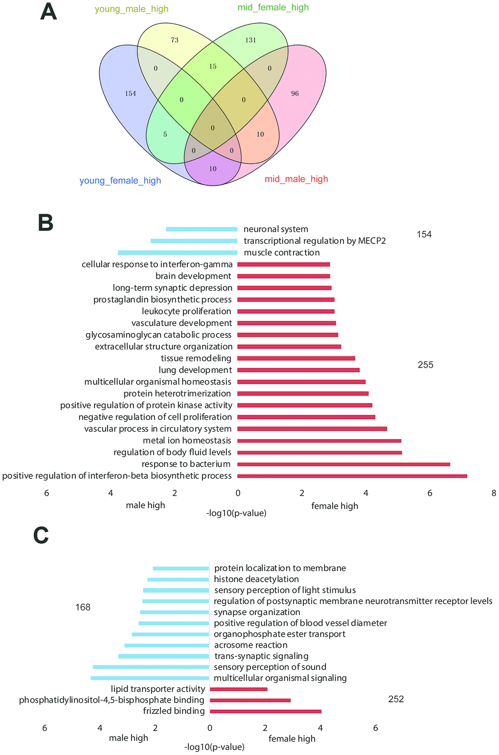 Gender-related differentially expressed genes in the hypothalamus of rhesus macaque. (A) The overlap of highly expressed genes in the rhesus macaque hypothalamus grouped by age and gender. (B, C) The GO functional enrichment of sex-related differentially expressed genes in the hypothalami of young (B) and middle-aged (C) macaques (red: upregulated genes in females; blue: upregulated genes in males).