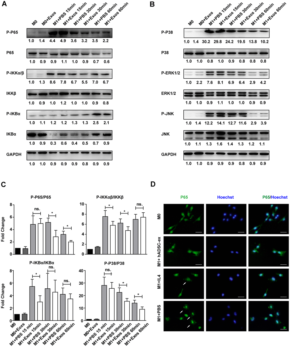 hADSC-ex suppressed the activation of classical NF-kB and MAPK signaling in primary microglia. (A, B) Immunoblots showing P-P65 and P65, P-IKKαβ and IKKβ, P-IKBα and IKBα, P-P38 and P38, P-ERK1/2 and ERK1/2, P-JNK and JNK, and GAPDH in M0 microglia cultured in M0 medium (containing 10 ng/mL M-CSF and 50 ng/mL transforming growth factor β1) or M1 medium, and treated with PBS or hADSC-ex (200 μg/mL) at different time points. (C) Fold changes in P-P65 to P65, P-IKKαβ to IKKβ, P-IKBα to IKBα, and P-P38 to P38 levels were each normalized to those of the M0 control group. Data represent the mean ± SD, n = 3 independent experiments, ns. p > 0.05, * p D) M0 microglia were cultured in M1 medium and treated with PBS, IL-4 (10 ng/mL) or hADSC-ex (200 μg/mL) for 24 h. The cells were stained for NF-κB P65 protein (green), and the nuclei were counterstained with Hoechst 33342 (blue). Scale bar = 50 μm. White arrows indicate the enrichment of nuclear NF-κB P65.