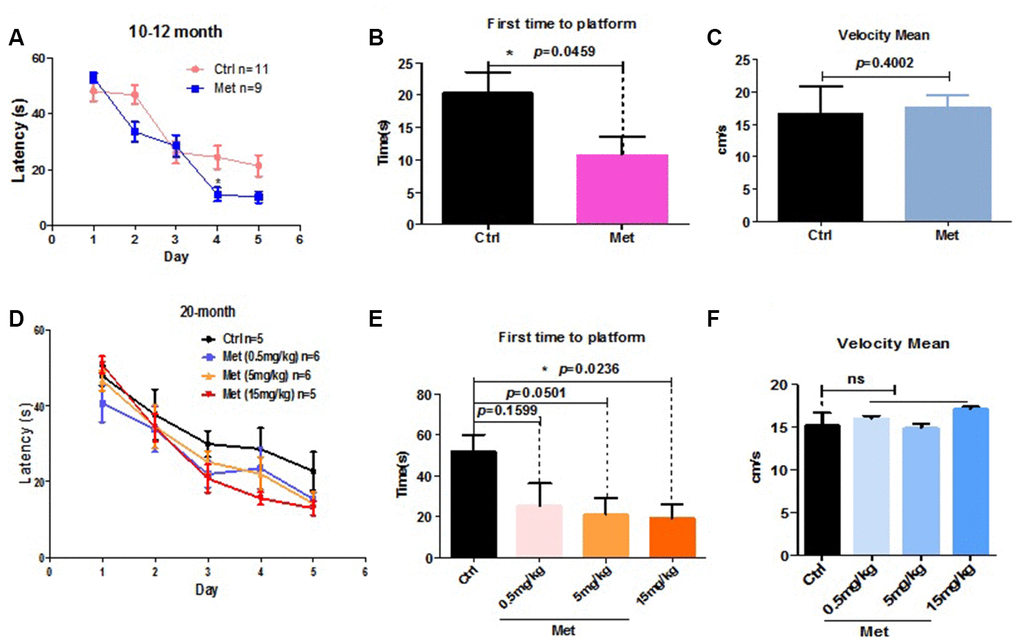 Metformin improved spatial learning and memory of older mice in the Morris water maze test. (A) Escape latency of 10–12-month mice treated with metformin (Met) (n = 9) was significantly shorter compared with the control group (Ctrl) (n = 11). (B) Probe tests conducted 24 h after the acquisition phase indicated that the first time-to-platform of 10–12-month-old mice treated with metformin was shorter than the control group. (C) No difference in swim speed was observed between control and metformin-treated groups. (D) Mean escape latency during 5 training days in 20-month-old mice treated with different doses of metformin. (E) Probe tests conducted after 24 h of the acquisition phase indicated that first time-to-platform was shorter in 20-month-old mice treated with higher doses of metformin than the control group. (F) No difference in swim speeds were observed between control and metformin-treated groups. (Number of mice in control group n=5, in 0.5mg/kg group n=6, in 5mg/kg group n=6, in 15mg/kg group n=5). The overall significance between two groups was determined by Student’s t-test, among three group was determined by one-way ANOVA. * p p p 